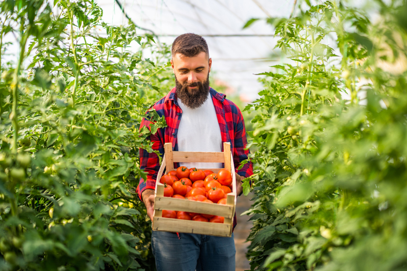 Emprendedor individual llevando a cabo su negocio en el sector agrícola, un área donde hay muchos autónomos Emprendedor individual llevando a cabo su negocio en el sector agrícola, un área donde hay muchos autónomos